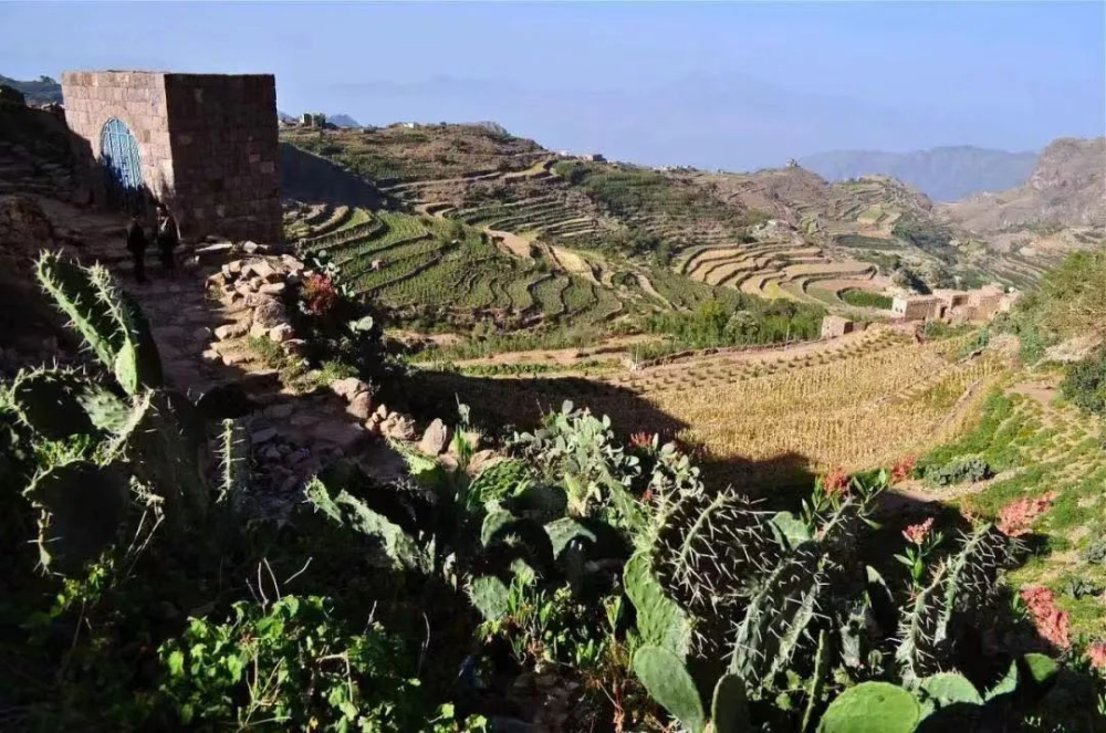 Why is Harar Coffee Becoming Rare? Analyzing Its Historical Background and Current Challenges