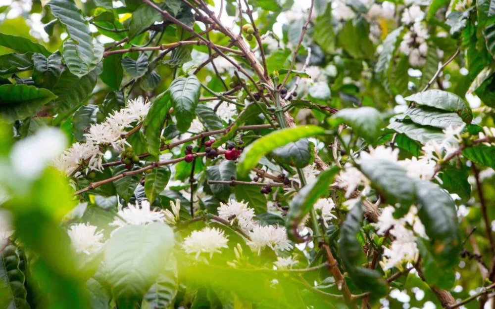 Why is Harar Coffee Becoming Rare? Analyzing Its Historical Background and Current Challenges