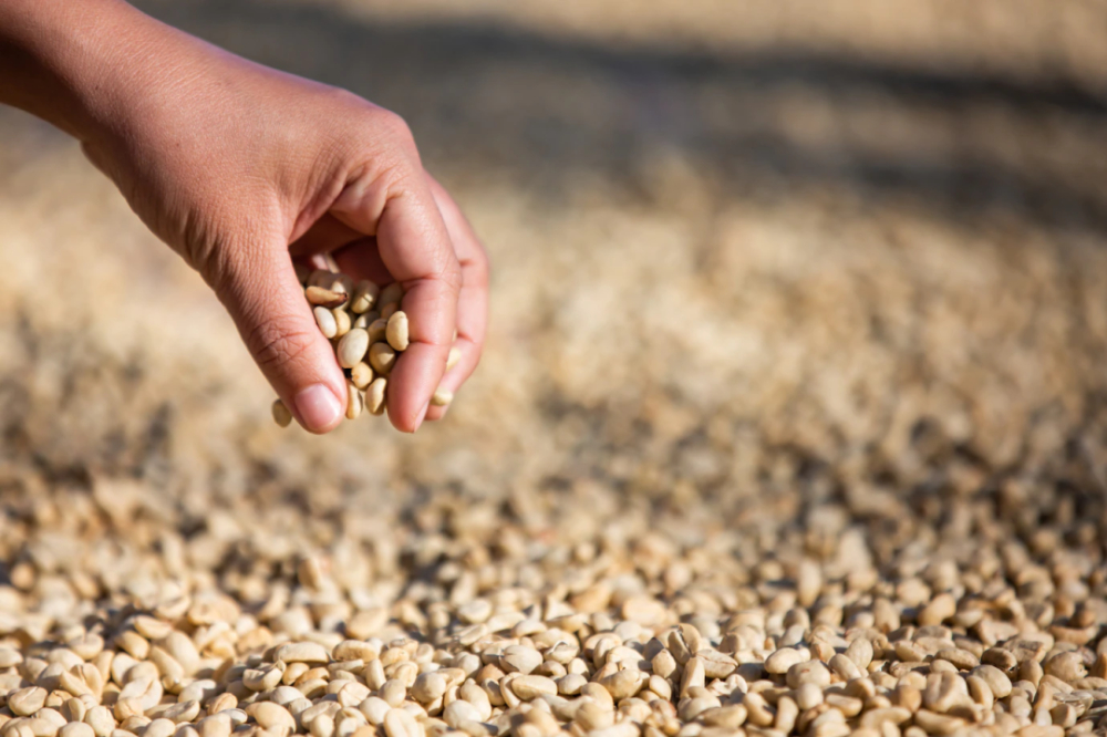 A Comprehensive Analysis of the Coffee Flavors in Ethiopia's Guji Region's Three Star Districts: Hambella, Shakiso, and Uraga