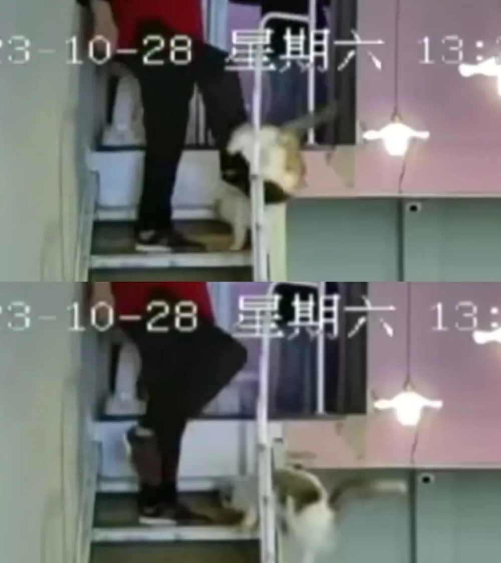 Jiangsu Wuxi Cat Café Conflict Incident: A Guide to Balancing Safety and Rights in Interactions Between Children and Cats