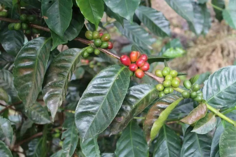 Guatemala Nuevo Oriente Geisha: A Complete Guide to Honey-Processed Pour Over Flavors and Brewing Techniques