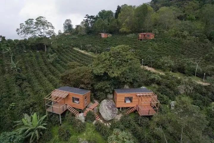 Unveiling the CCD Processing Program in Panama: How Palm Trees & Toucans Estate Crafts Innovative Flavors