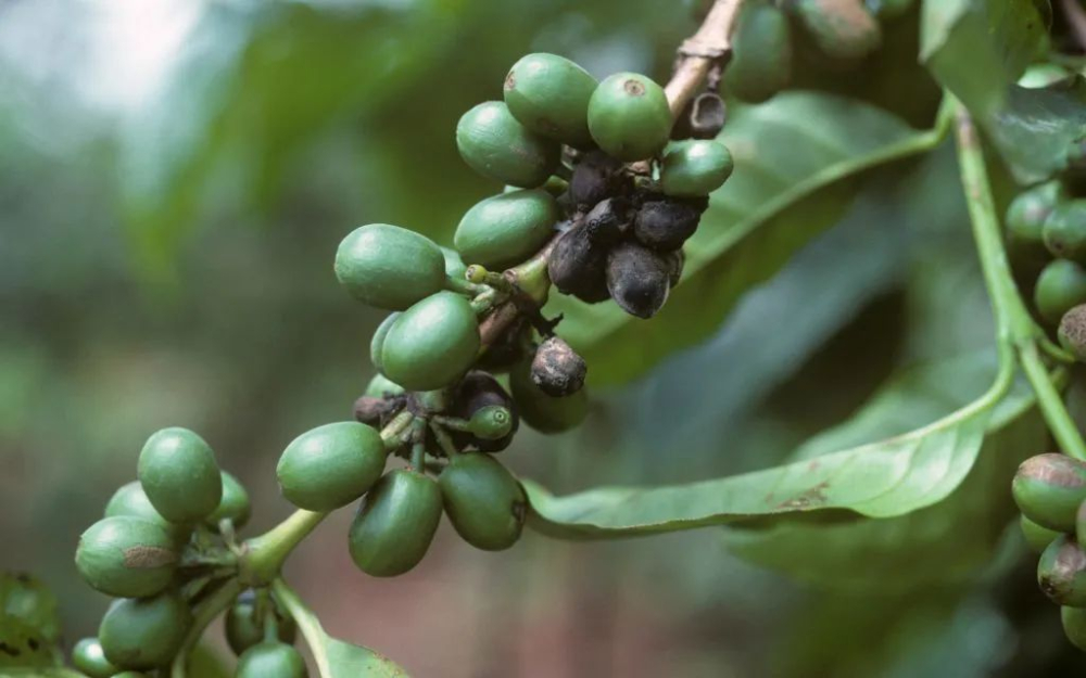 A Comprehensive Guide to Kenya's Ruiru 11 Coffee Variety: The Breeding Challenge of Disease Resistance, High Yield, and Flavor Balance