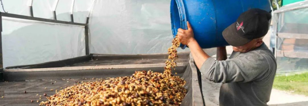 How does lactic acid fermentation affect coffee flavor? An in-depth look at the key details of washed processing