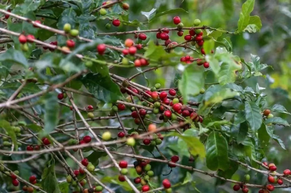The Origin of Arabica Naming and Global Flavor Profiles by Region | Coffee Bean Buying Guide