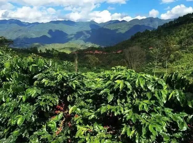 How Fair Trade Coffee Complies with the EU Deforestation-Free Regulation Through Satellite Monitoring