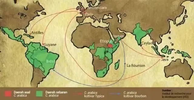 The Global Journey of Typica Coffee: From Ethiopia to Yunnan — What’s the Connection Between Blue Mountain and Yunnan Typica?
