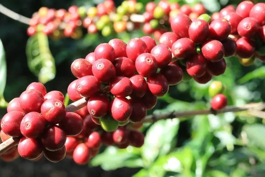 Tanzania Coffee Farm Experience: A Complete Guide to Travel and Flavor Exploration