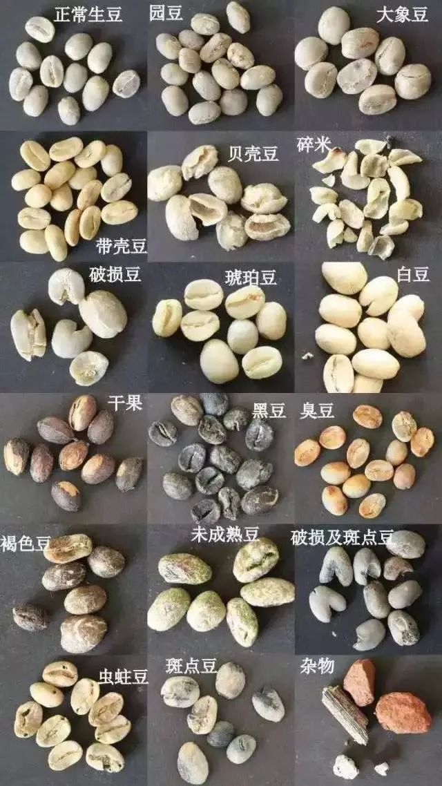 Robusta coffee rises against the tide: A high-CP-value choice and trend toward refinement in the face of climate change
