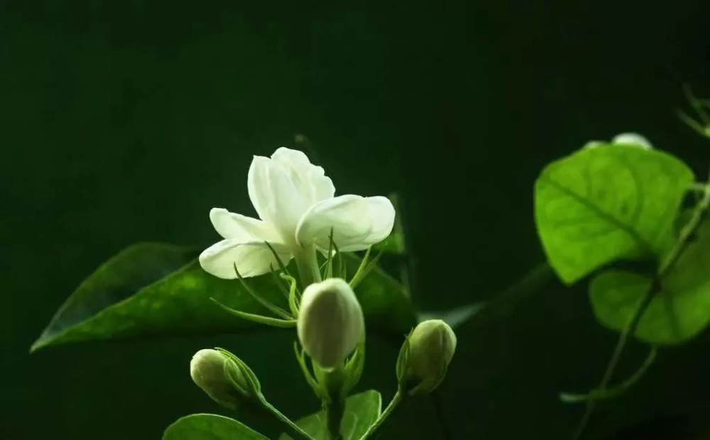 Creative Fusion of Coffee and Jasmine: A Practical Guide to 3 Brewing Methods and Parameters