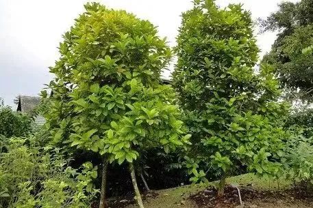 Why is Liberica coffee popular in the Philippines? From the origins of the large-bean variety to an analysis of its bold flavors