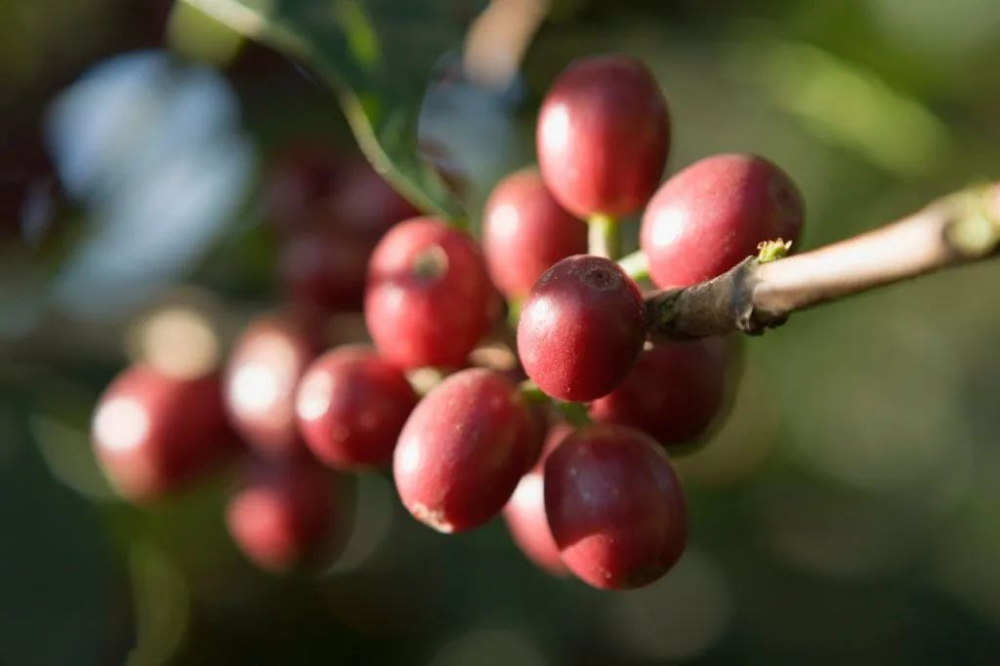 Nepal coffee purchase prices rise by 20%! Analysis of growing regions and latest export trends