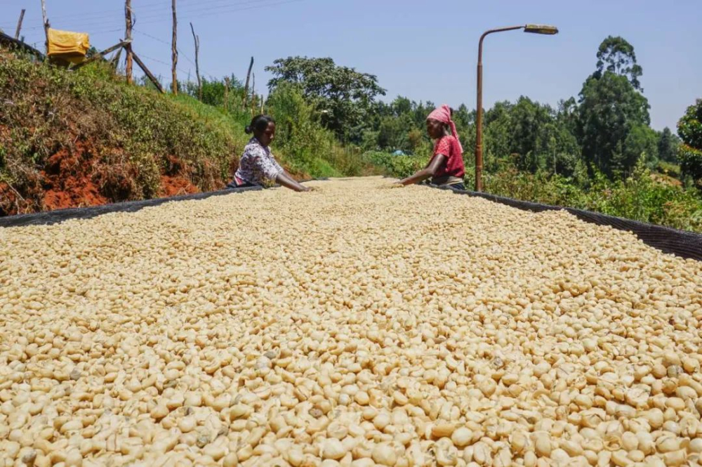 The Comeback Story of Natural-Processed Coffee Beans: The Evolution from Lower-Grade to Specialty Processing Methods