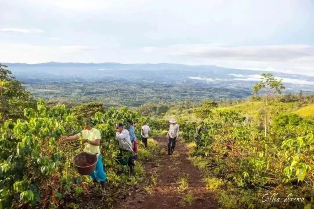 Characteristics of Costa Rica Musician Series F1 and H1 Coffee Varieties and Pour Over Brewing Recommendations