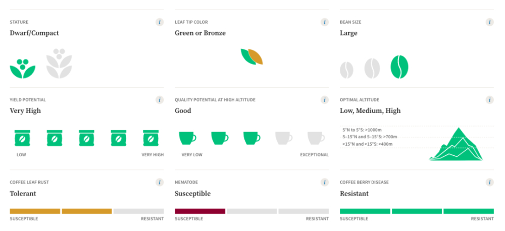 A Comprehensive Guide to Kenya's Ruiru 11 Coffee Variety: The Breeding Challenge of Disease Resistance, High Yield, and Flavor Balance
