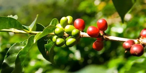 How Fair Trade Coffee Complies with the EU Deforestation-Free Regulation Through Satellite Monitoring