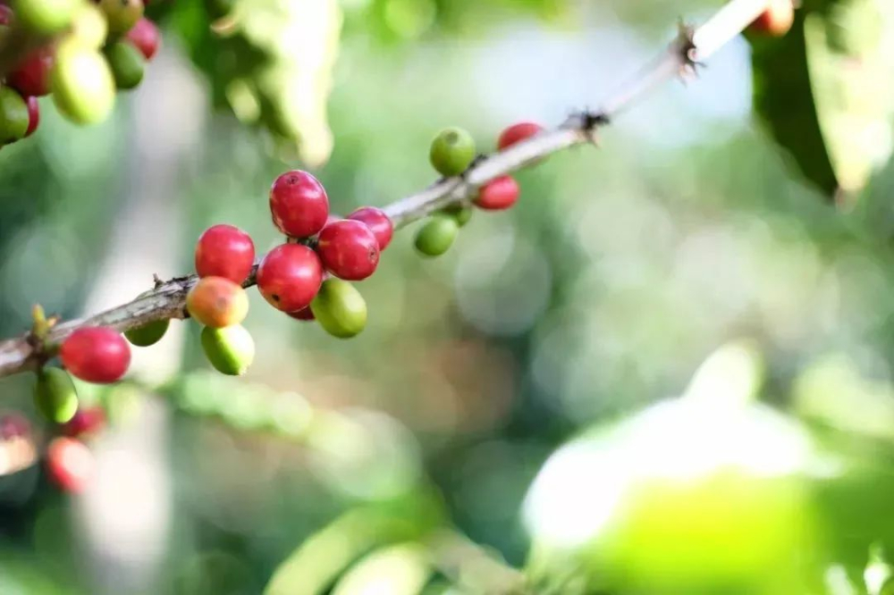 Unveiling F1 Coffee Varieties: A Comprehensive Analysis of Hybrid Advantages, Challenges, and Commercial Representatives