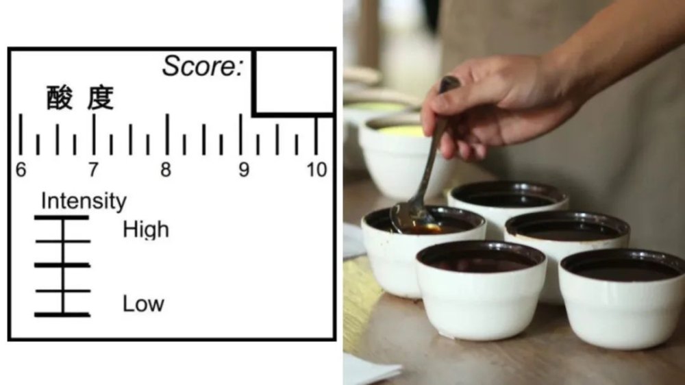 Coffee Quality Evaluation Secrets: Decoding the SCAA Cupping 11 Criteria and the 80-Point Specialty Threshold
