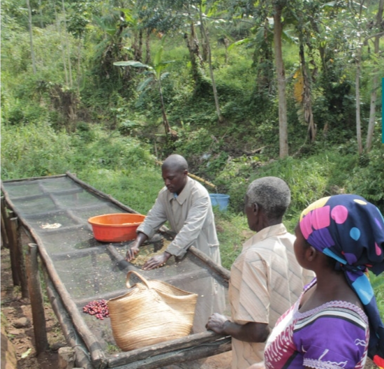 The Revival of Congolese Coffee: From Colonialism to a Potential Specialty Bean Region