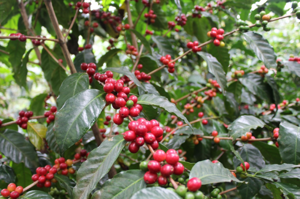 The Rise and Fall of Salvadoran Coffee: A Transition from Indigo Dominance to Specialty Smallholder Farming
