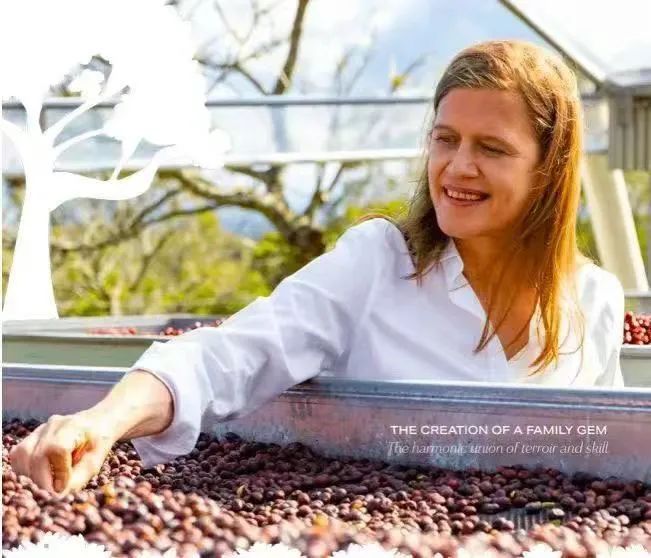Guatemala Nuevo Oriente Geisha: A Complete Guide to Honey-Processed Pour Over Flavors and Brewing Techniques