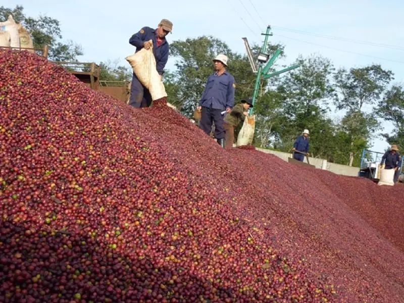 Vietnam's coffee production plummets: Analysis of 2024 global price trends and variety selection advice