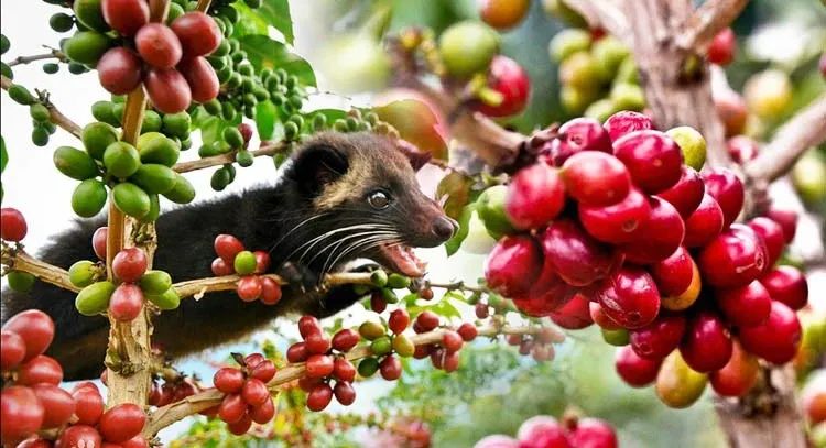 A Complete Guide to Kopi Luwak Production: The Transformation from Animal Excrement to Premium Coffee