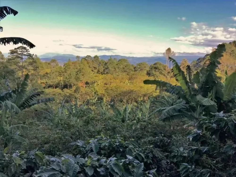 Guatemala Nuevo Oriente Geisha: A Complete Guide to Honey-Processed Pour Over Flavors and Brewing Techniques