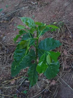 Unveiling Rare Award-Winning Coffee Varieties at the Brazil COE: A Comprehensive Analysis of MGS Paraíso 2, Catucaí 2SL, and Starmaya’s Flavor and Agronomic Traits