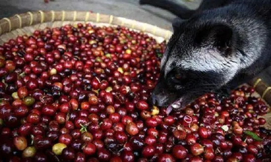 A Complete Guide to Kopi Luwak Production: The Transformation from Animal Excrement to Premium Coffee
