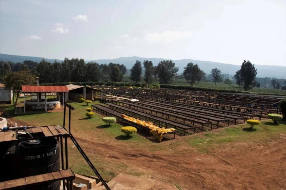Tanzania Coffee Farm Experience: A Complete Guide to Travel and Flavor Exploration