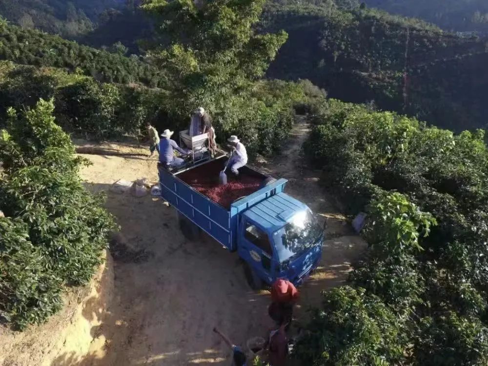Characteristics of Costa Rica Musician Series F1 and H1 Coffee Varieties and Pour Over Brewing Recommendations