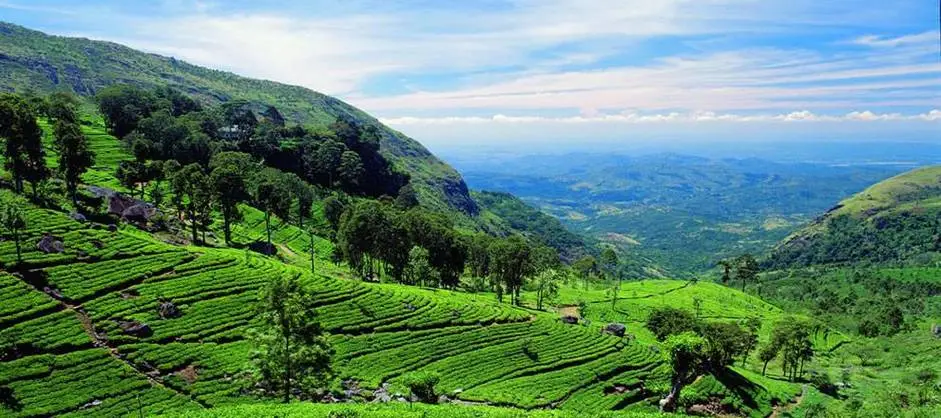 The Revival of Sri Lanka’s Coffee Planting: From the Kingdom of Ceylon Tea to a New Force in Specialty Coffee