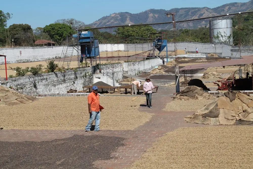 The Rise and Fall of Salvadoran Coffee: A Transition from Indigo Dominance to Specialty Smallholder Farming
