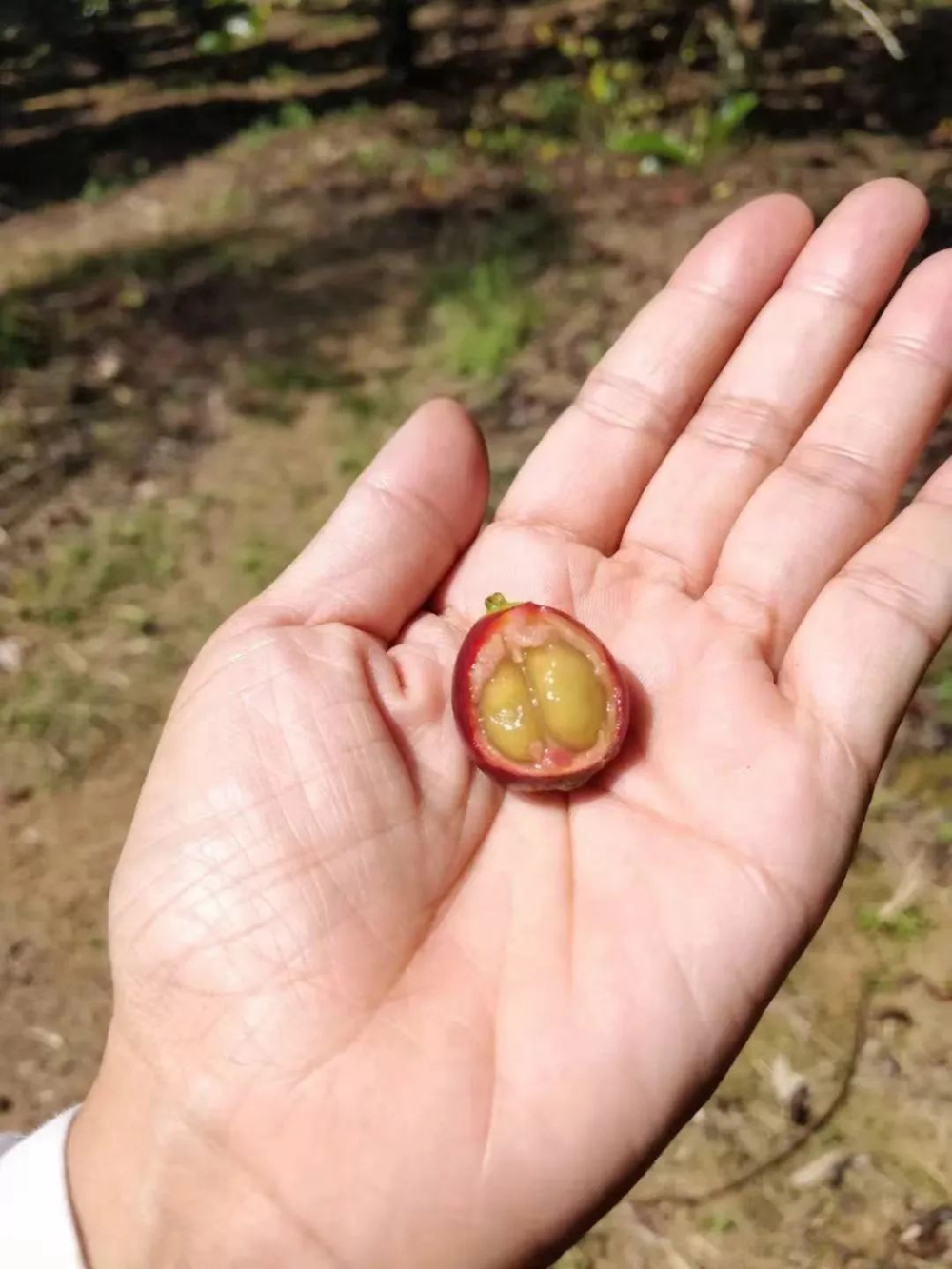 Why is Liberica coffee popular in the Philippines? From the origins of the large-bean variety to an analysis of its bold flavors