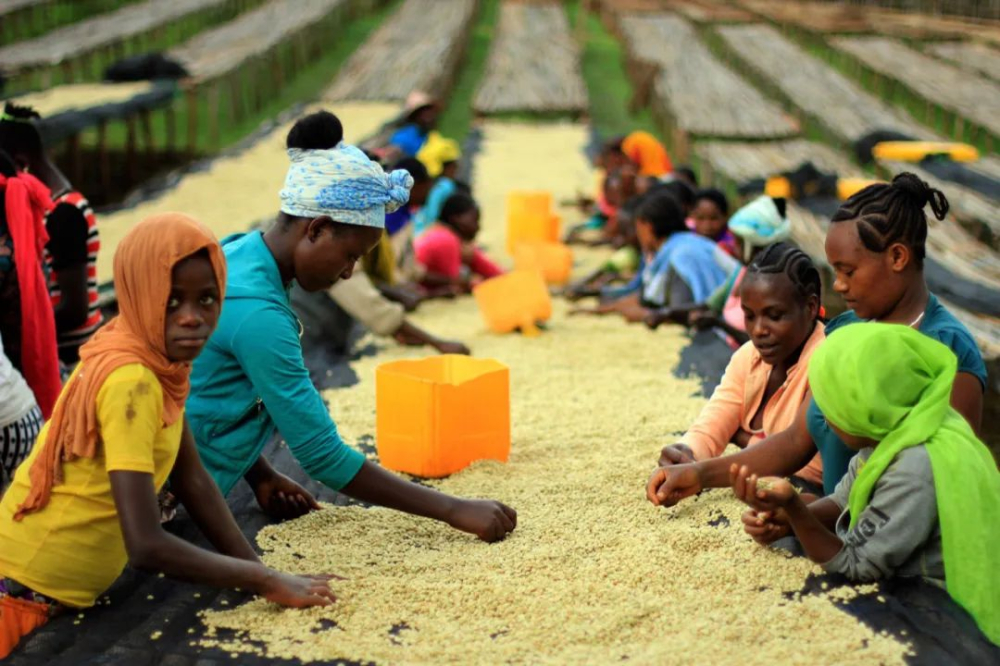 A Complete Breakdown of the Coffee Industry Chain: From Growing Regions to Estates, Learn to Decode the Secrets Behind the Coffee Bean Menu