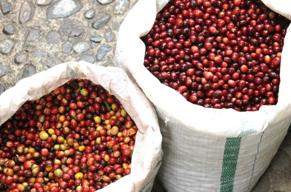Behind Vietnamese Coffee Farmers' Reluctance to Sell: Key Factors Behind the Strength in Global Coffee Futures Prices