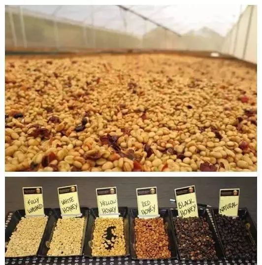 A Comprehensive Guide to Costa Rica Honey Process: From Flavor Grading to Strawberry Sugar Specialty Beans