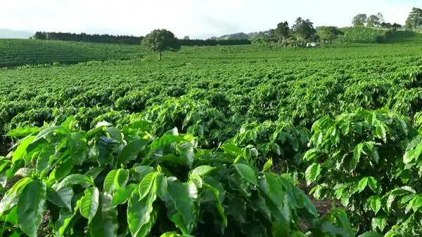 A Guide to Popular Coffee Varieties in Costa Rica: From Bourbon to H1, Exploring Flavor and Cultivation