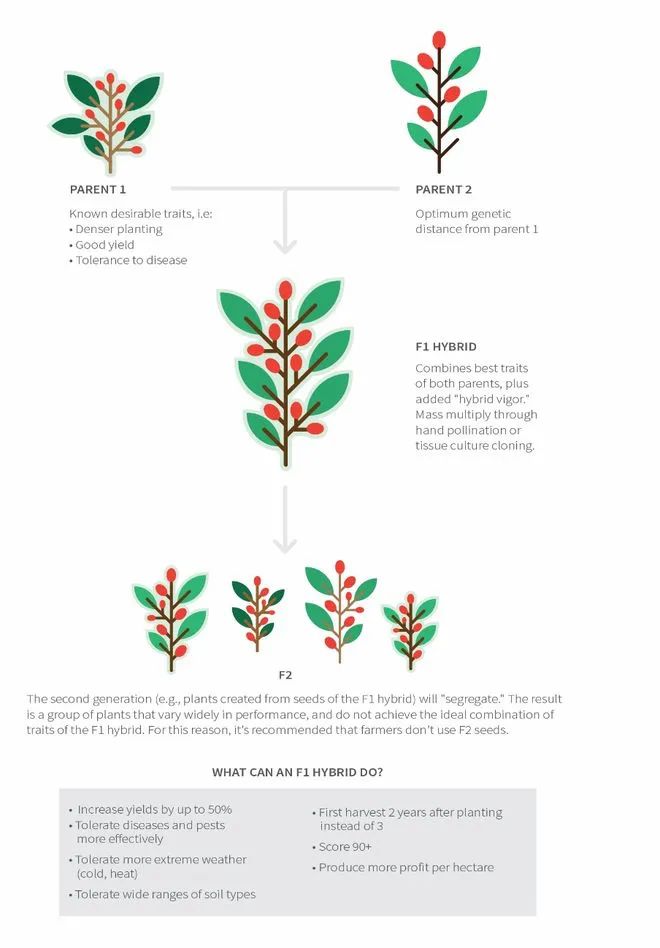 The Origins of the Catimor Coffee Variety and Practical Cultivation in Yunnan: Flavor, Disease Resistance, and Key Growing Factors