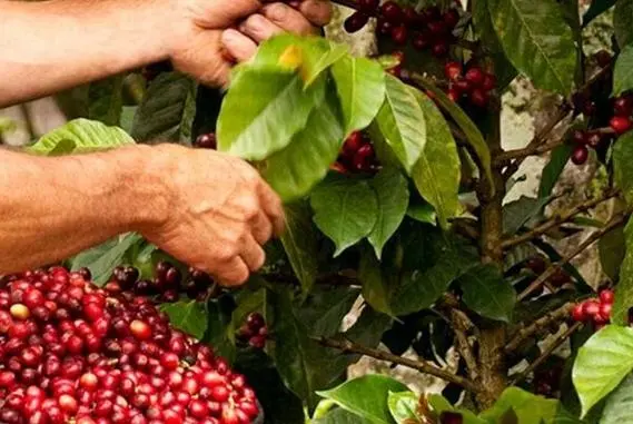 Colombian coffee production surges 21% in November thanks to El Niño effect stabilizing output