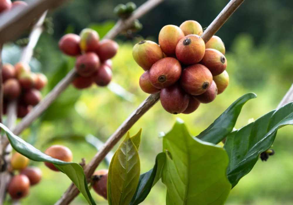 The Transformation of Sarawak's Long Banga Liberica Coffee Plantations and the Creation of New Opportunities with Ecotourism