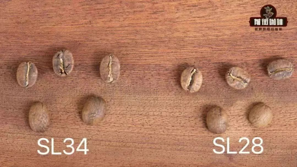The Secret of Kenyan Coffee’s Acidity & Aroma: K72 Washed Process + Volcanic Soil Cultivate Premium Flavors