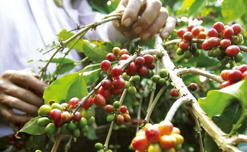 Uganda Coffee Deep Dive: From Native Robusta to Flavor Profiles of the Three Major Regions