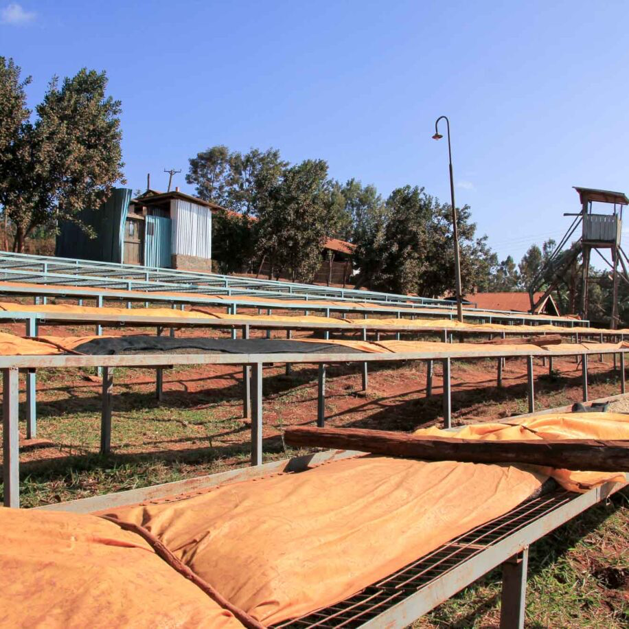 How to brew Kenya K72 washed beans? A complete guide from processing method to AA-grade pour over parameters