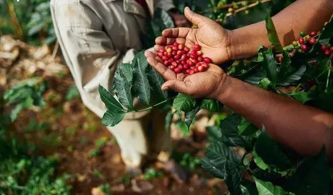 Papua New Guinea Coffee Growing Regions Guide: A Comprehensive Analysis of Flavor Profiles, Grading, and Smallholder Farming