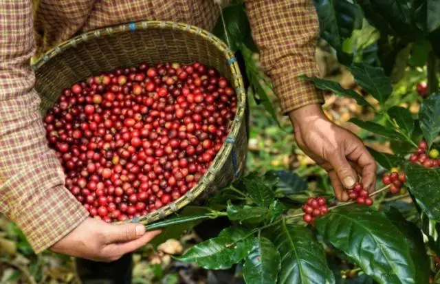 2023/24 Vietnam Robusta Season Outlook: Analysis of Export Decline and High Price Trends