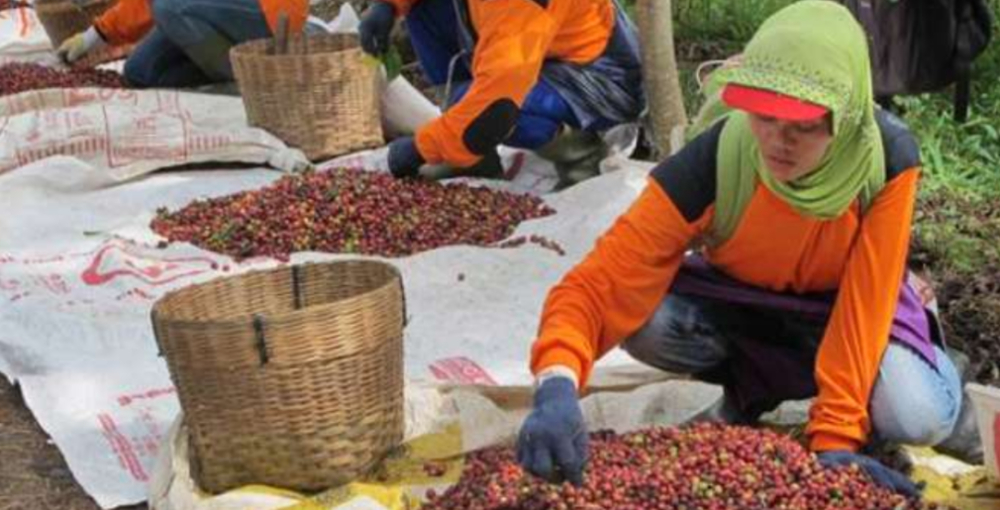 Analysis on the Forecasted Recovery of Indonesia's Coffee Production in 2024 and Why Vietnamese Imports Remain Difficult to Replace