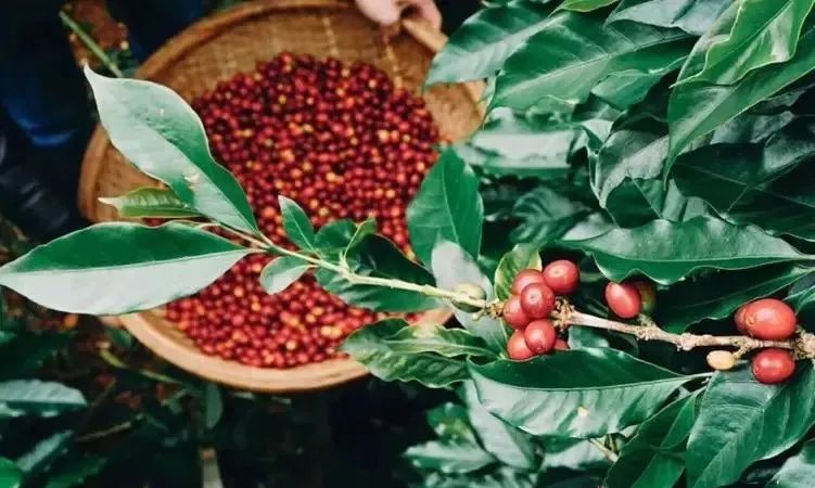 Coffee futures prices are soaring — can Liberica and Excelsa challenge the mainstream market?