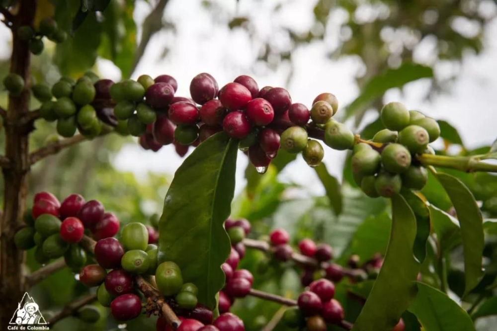 Colombia's coffee production is rebounding!The planting territory of Robusta is quietly expanding